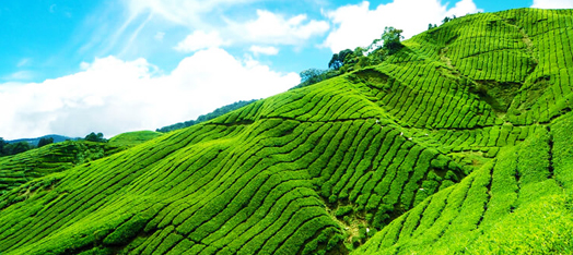 Munnar