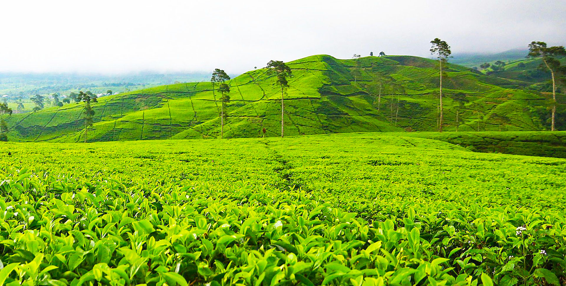 Munnar
